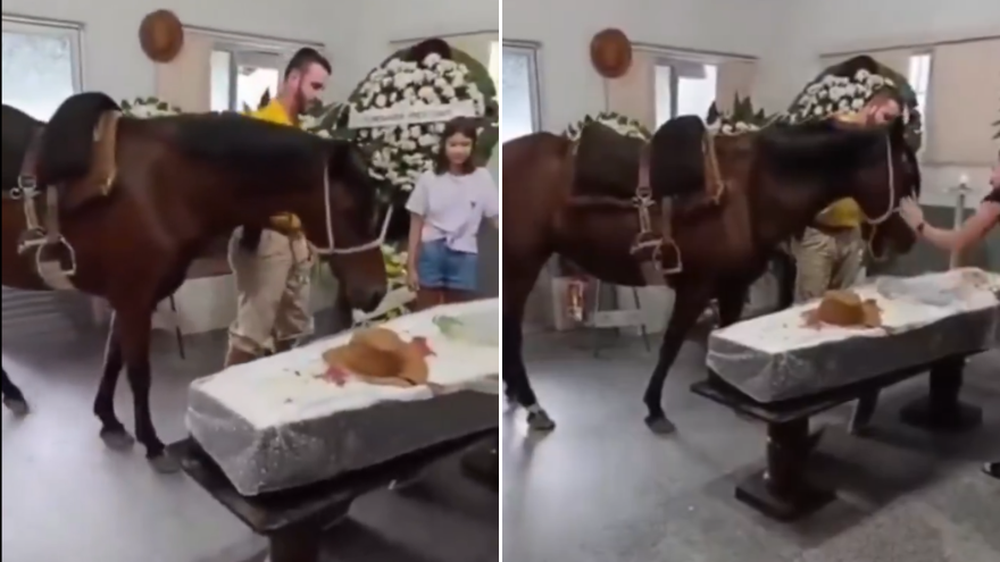 Video conmovedor: una yegua asistió al funeral de su dueño y su reacción fue viral