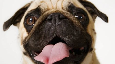 5 razas de perros de baja energía ideales para hogares tranquilos, según veterinarios