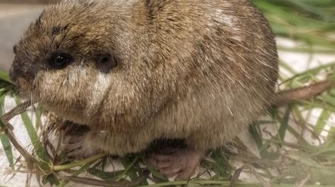 Los Andes | En unos mapas se señaló con rojo las zonas donde se detectó la presencia de este roedor de dientes rojizos, y es cercano a la zona de la viña... / Foto Gentileza Bodega Argento