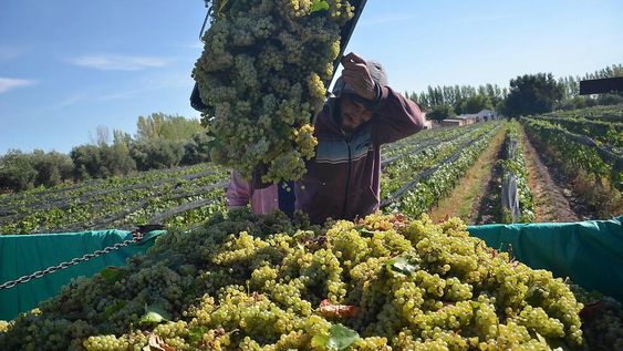 Este año se otorgaron los permisos de exportación a nuevas empresas, entre ellas Incovit, Orion Juice y Uvas Argentinas.