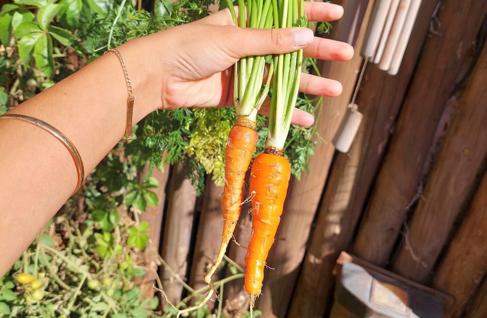 Cómo aprender a armar una huerta para esta primavera-verano