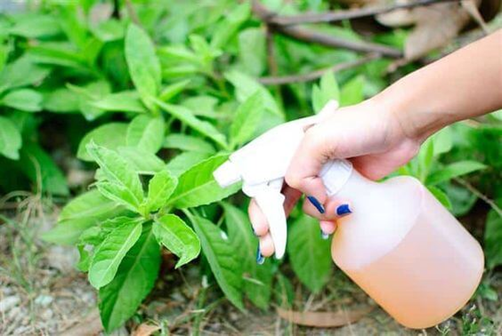En jard&iacute;n y jardiner&iacute;a, estas plantas aprovechan nutrientes que tiramos todos los d&iacute;as.