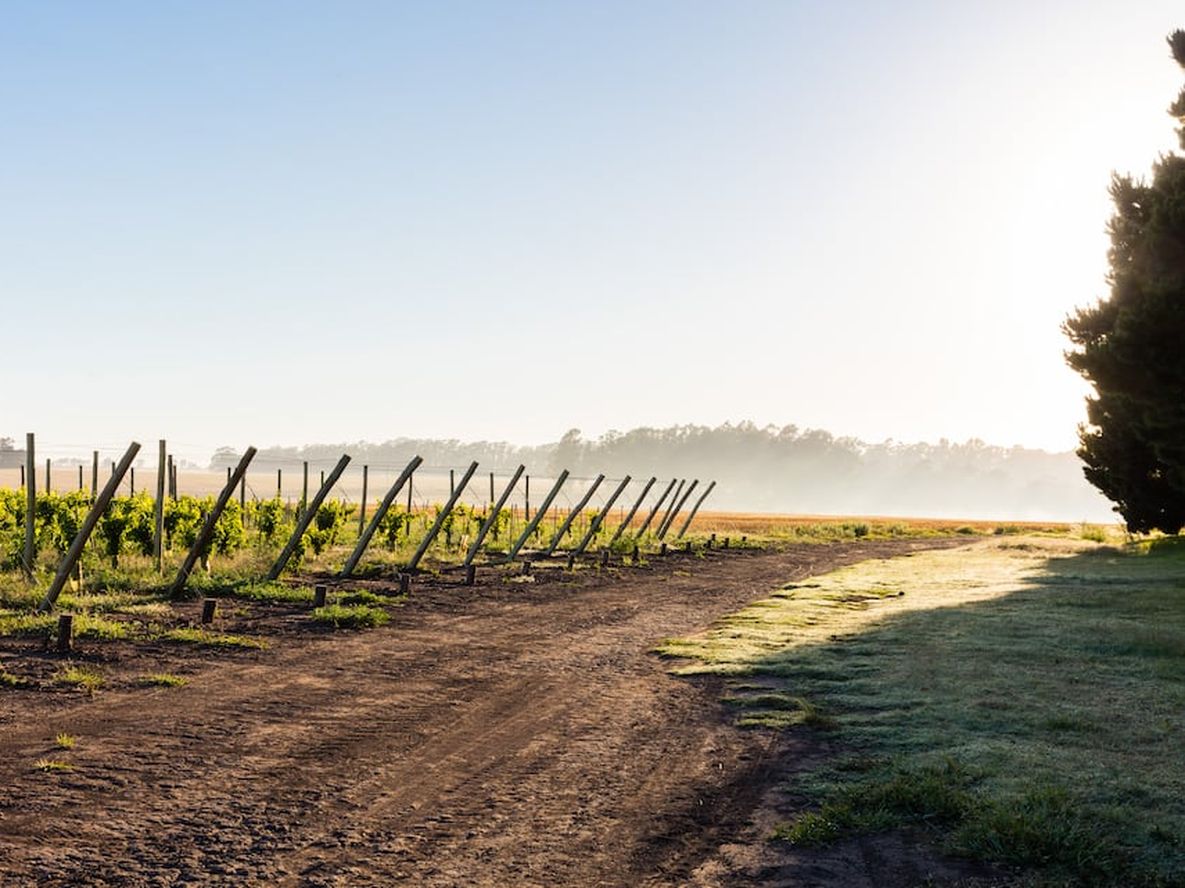 Qué tienen de particular los viñedos de una reconocida bodega, apenas a 5 kilómetros de distancia del mar