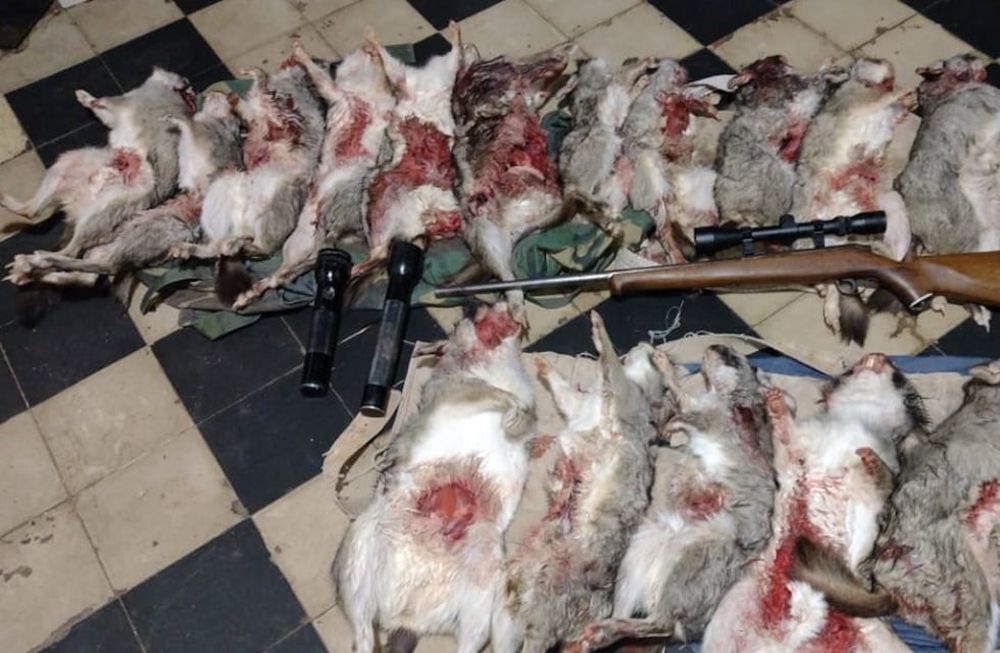 En el Valle de Uco encontraron tres cazadores arriba de un auto, realizando una actividad ilícita que atenta contra los recursos naturales renovables.