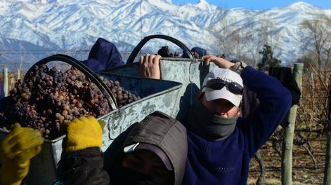 Los Andes | Las precipitaciones sucesivas y los días nublados han demorado el proceso de maduración y están generando podredumbre en algunos viñedos / Claudio Gutiérrez