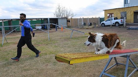 Los Andes | Gustavo de la escuela de Agility Choco Malbec, con Noah durante un entrenamiento. Agility es una modalidad competitiva donde un guía dirige a un perro sobre una serie de obstáculos.