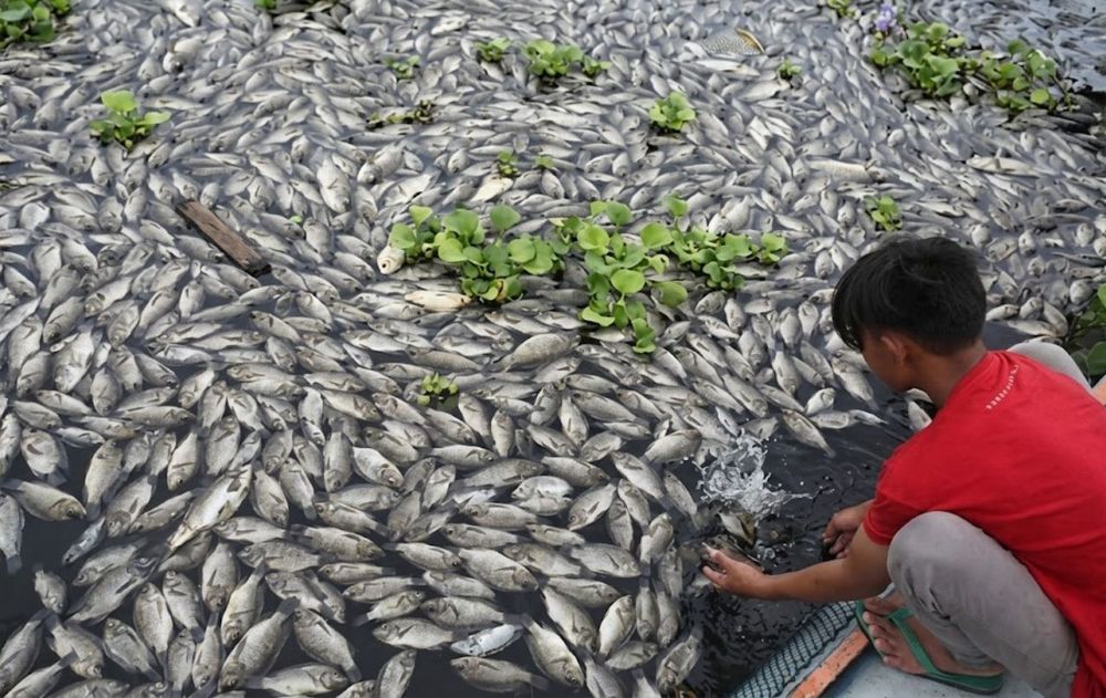 En algunos casos, los peces introducidos mueren porque no logran adaptarse. En otros, sobreviven, se reproducen y pueden afectar a las especies locales.
