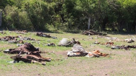 IMÁGENES SENSIBLES. Murieron 3.000 vacas en Santa Fe por la sequía y los productores están preocupados. / Foto: Clarín