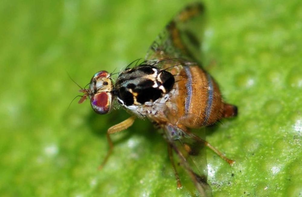 Mosca del Mediterráneo: inscriben a productores para poder comerciar frutas y hortalizas