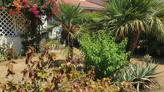 Con un simple ingrediente, es posible atravesar los días más calurosos sin que las plantas del jardín sufran las consecuencias.