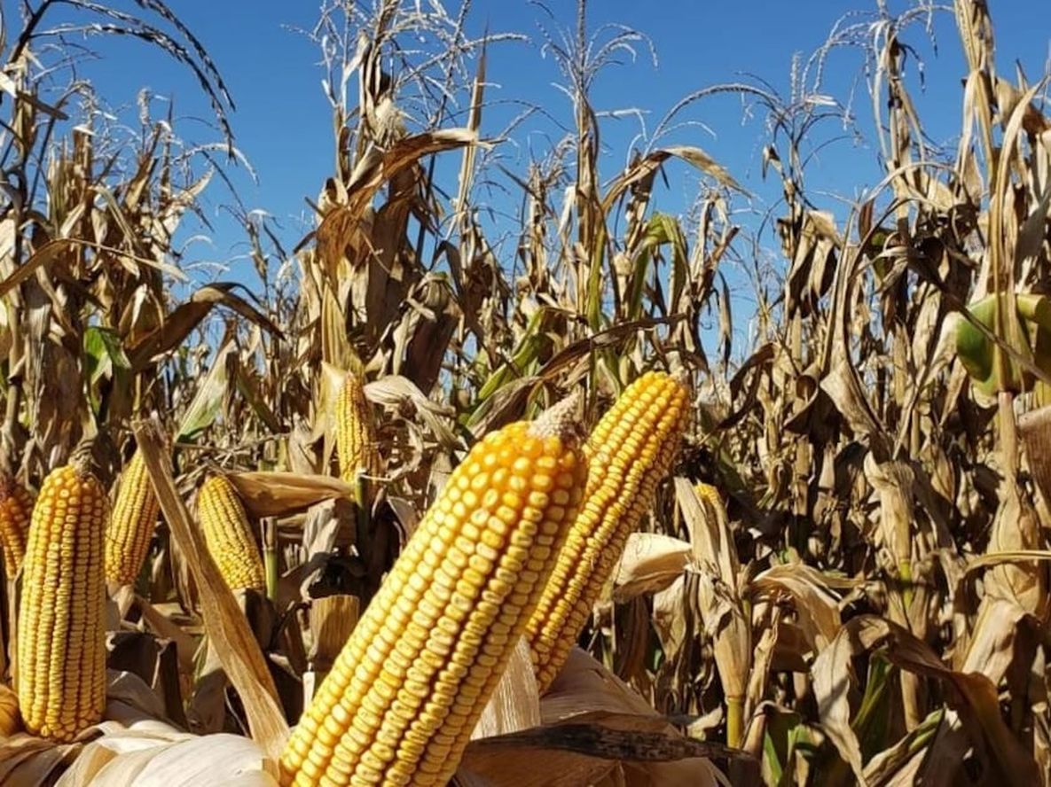 El maíz representa la actividad agrícola que mayor tecnología adopta, desde las semillas hasta los fertilizantes y fitosanitarios. Requiere más inversión, pero rinde por hectárea tres veces más en volumen que la mayoría de los demás cultivos