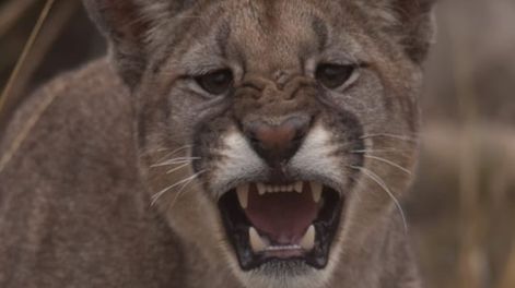 Los Andes | Las impactantes fotos de toda una familia de pumas en Villavicencio, tomadas hace un mes. Foto: Martín Pérez - Guardaparque Reserva Villavicencio