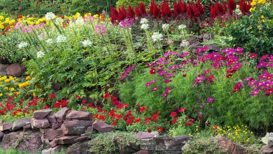 Su fácil adaptación en distintos espacios del jardín despierta interés pero también preocupación entre jardineros.