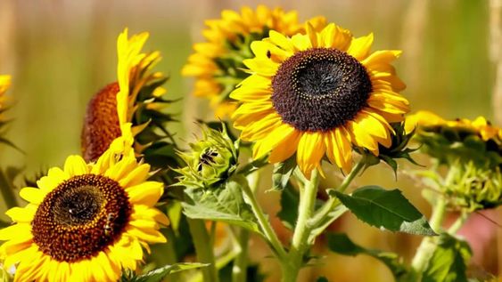 Este método sencillo y económico permite prolongar la vida de los girasoles, sobre todo cortados.