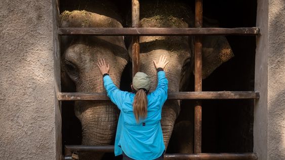 ENTRENADORAS DE EEUU, UNA TRADUCTORA Y UN CUIDADOR PASAN LARGAS HORAS CON LOS ANIMALES ENSEÑÁNDOLES DISTINTAS CONDUCTAS. FOTO: IGNACIO BLANCO / LOS ANDES