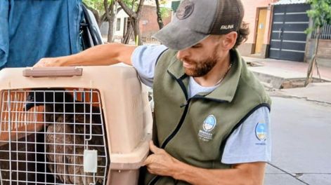 Segundo rescate de cóndor andino en la semana. Se destaca la importancia del aviso ciudadano para la protección de la fauna nativa.