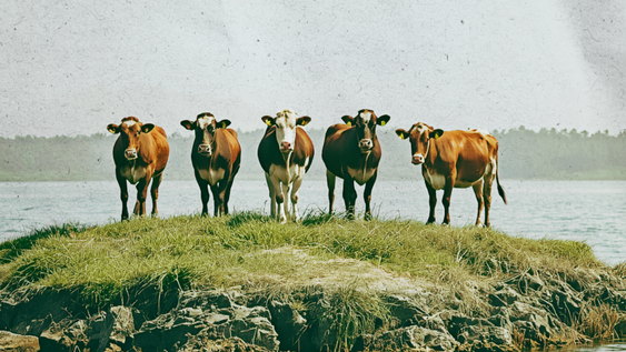 Cinco vacas abandonadas en una isla sobrevivieron años después.&nbsp;