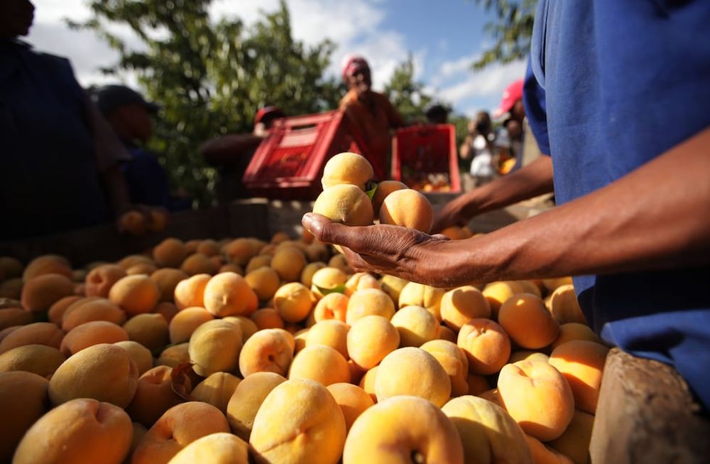 El cultivo es el principal frutal en la provincia luego de los viñedos.