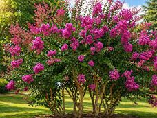 el arbol que florece hasta 90 dias al ano y llena de color el jardin con pocos cuidados