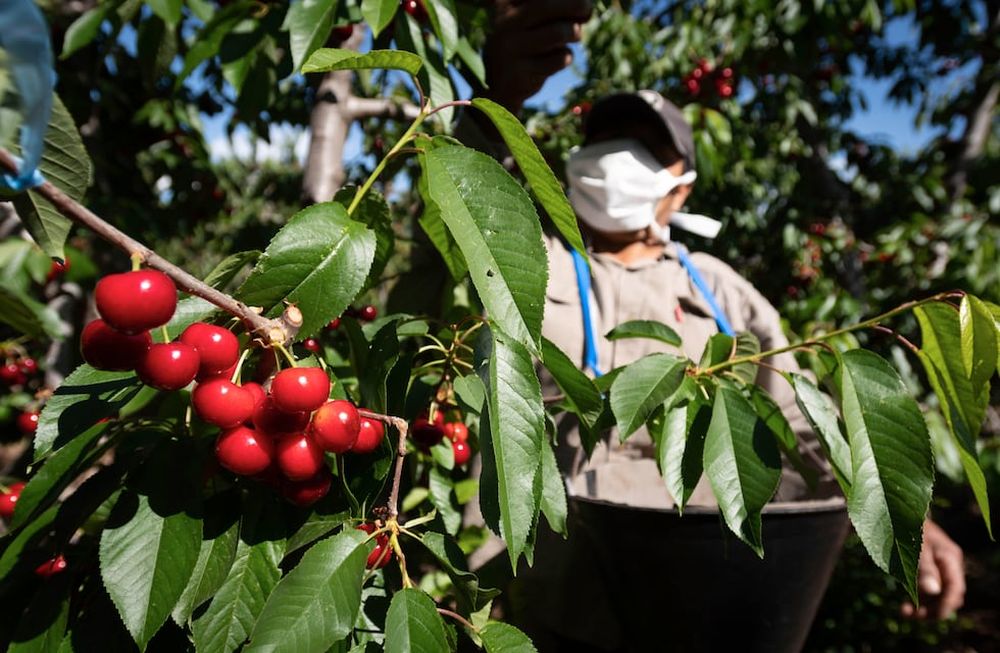Si bien el pronóstico del IDR auguraba una temporada con buen volumen y la posibilidad de colocar producto en el exterior, las lluvias complicaron la cosecha de la fruta y ahora su destino es incierto. Foto: Ignacio Blanco / Los Andes