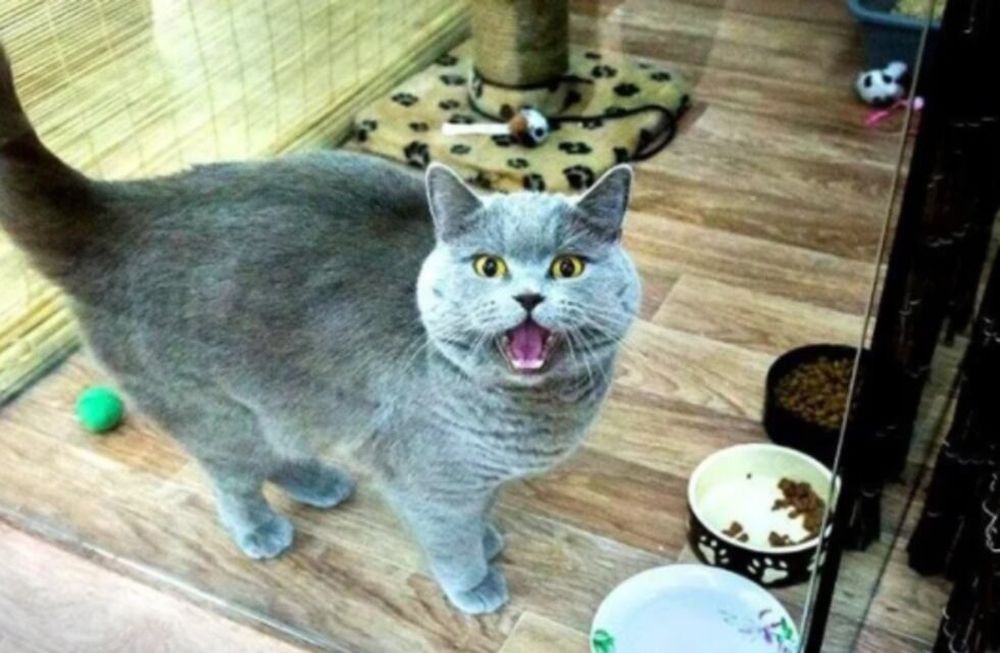 En la descripción en la plataforma de venta online, la dueña justificó el alto precio al decir que se debe a que el animal “cumple deseos”.