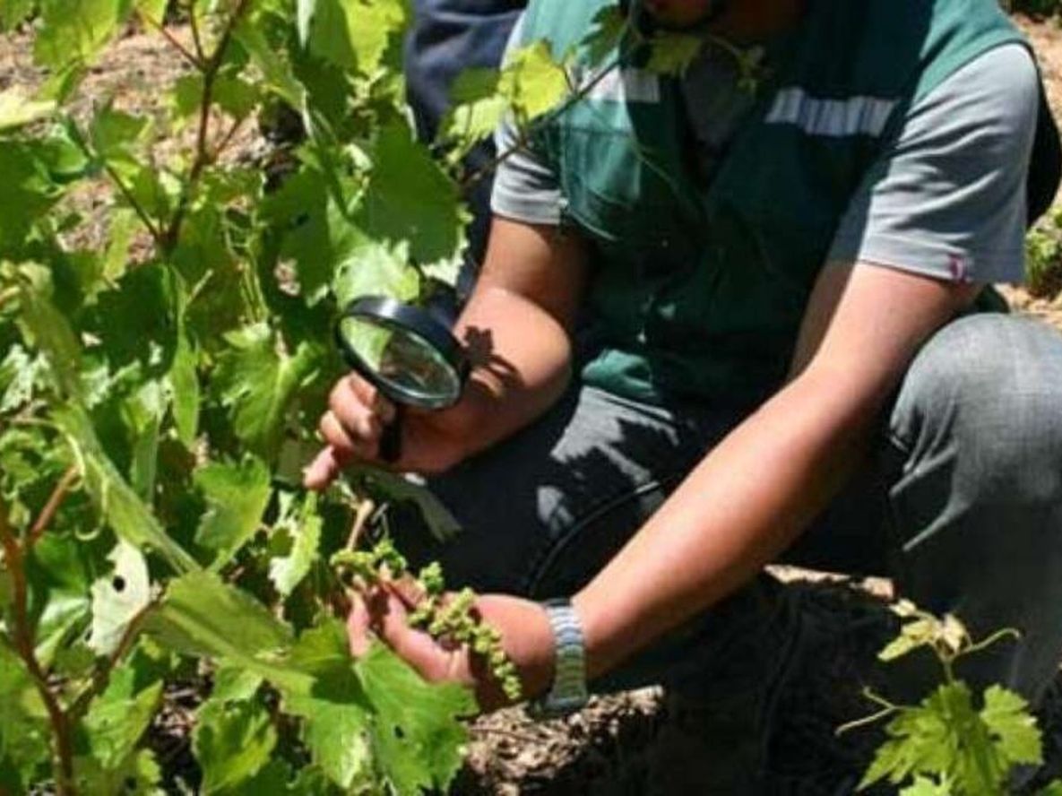 La polilla de la vid está presente en 135.000 hectáreas en Mendoza.