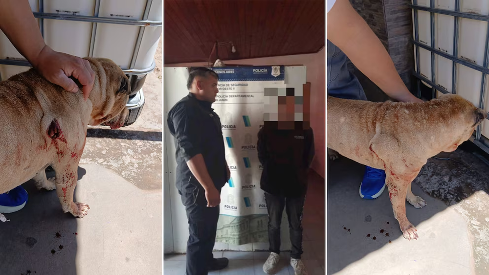 El sospechoso de apuñalar al Shar pei permanece detenido en la Comisaría 2ª por sus antecedentes.