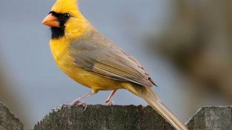 Con paciencia y respeto, el jardín puede volverse un pequeño refugio para este pájaro en peligro de extinción.