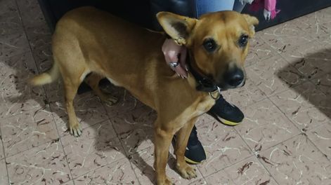 La nueva vida de Sultán: cómo está hoy el perro del hombre sin techo que murió por no dejarlo solo