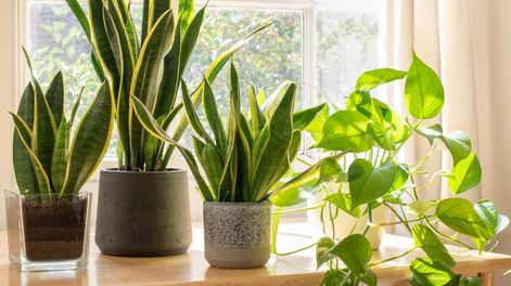 Plantas de interior - Foto Be Green