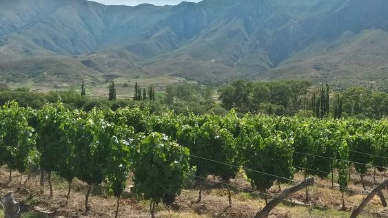 Llega Calchaquí Wine Tasting: el valor del origen