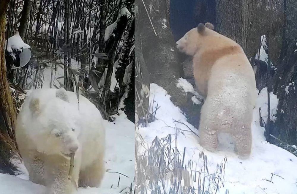 Inéditas e increíbles imágenes del único oso panda del mundo captadas en China.