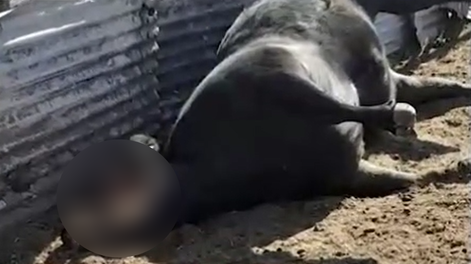 Hallaron a una vaca mutilada en General Alvear y sospechan del ataque de un chupacabras