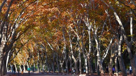 Otoño en el Parque General San Martín (Foto archivo)