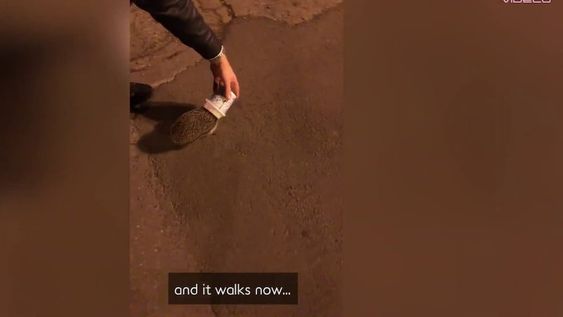 Los Jóvenes iban por la calle cuando vieron al pequeño animal atrapado en un vaso de helado.