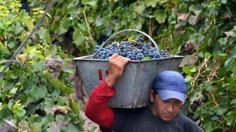 Las causas de fondo que generan la crisis vitivinícola