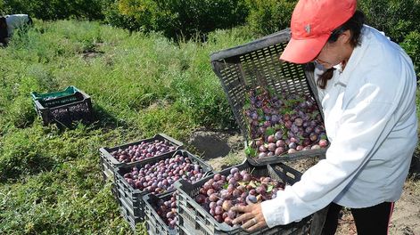Buscan que la ciruela industrializada ingrese sin aranceles a los países destino