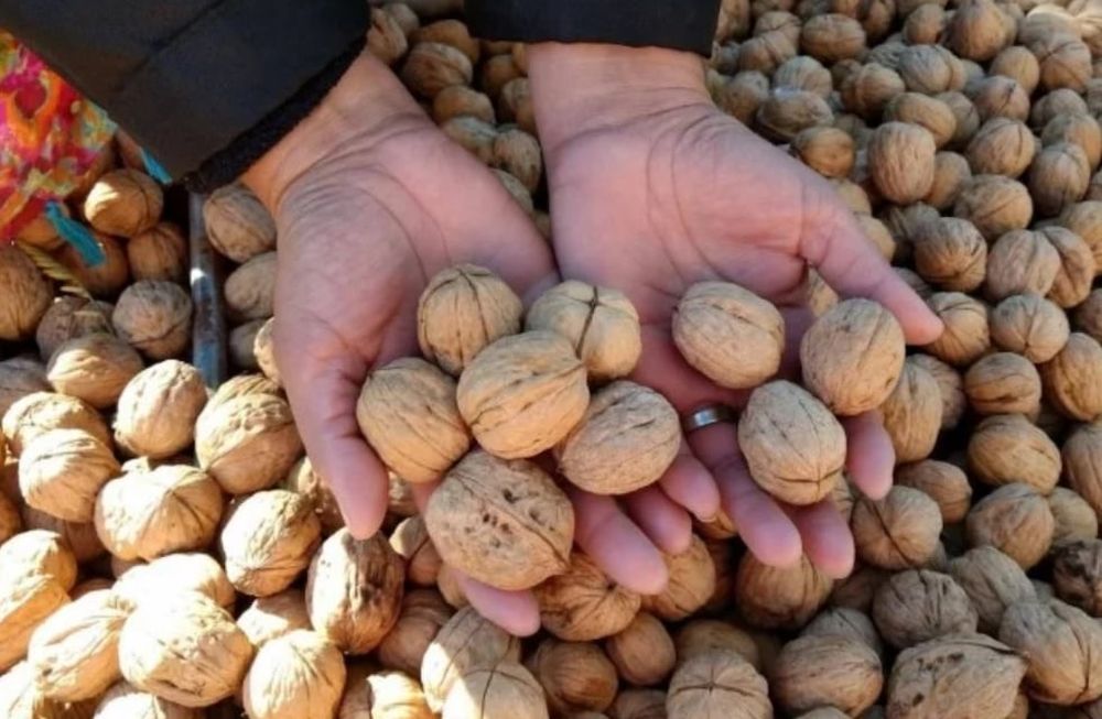 Frutos secos: el sector más dinámico dentro de la fruticultura en los últimos 10 años