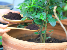 En jardín y jardinería, plantas se fortalecen con fertilizante natural casero simple