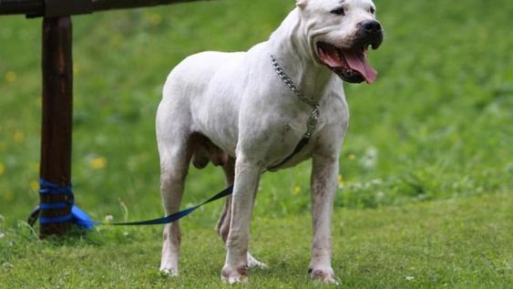 Dogo argentino. Archivo Los Andes.