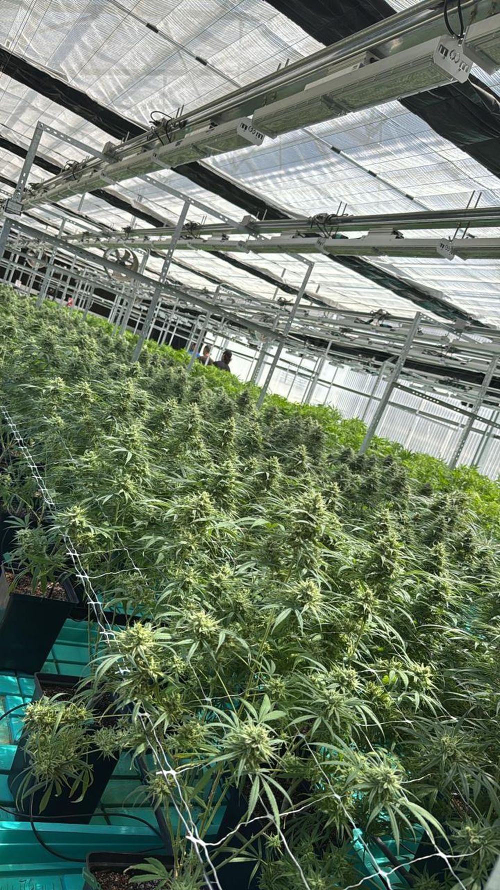 Cannabis medicinal y cáñamo: Mendoza quiere su propio registro para usuarios y productores. Foto: Gentileza Inkillay
