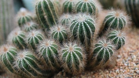 Los Andes | Esto significa soñar con cactus.