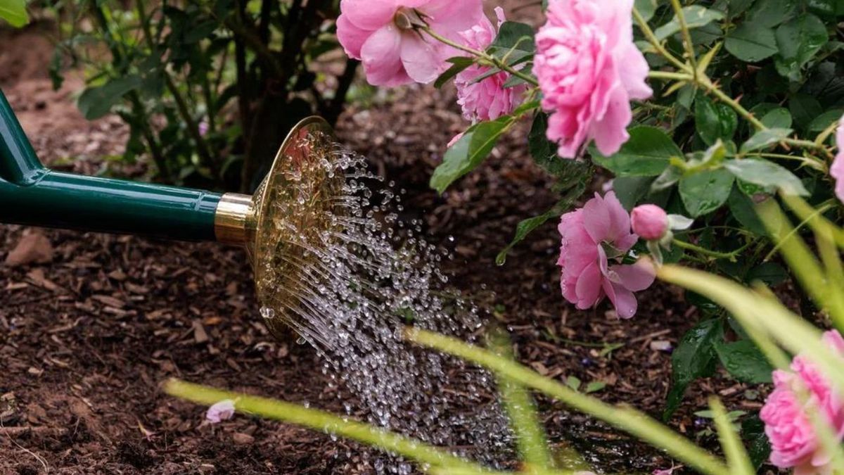 Con qué frecuencia deben regarse las rosas durante otoño-invierno para evitar que se congelen