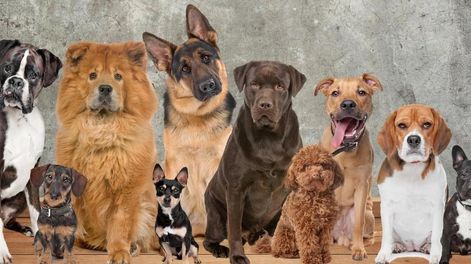 Los Andes | Estos serian los perros recreados por la IA que representan paises.