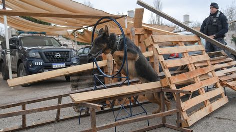Perros rescatistas en Mendoza: cómo se entrena este cuerpo de élite experto en búsqueda de personas. Entrenamiento del Cuerpo de Canes de la Policía de Mendoza.