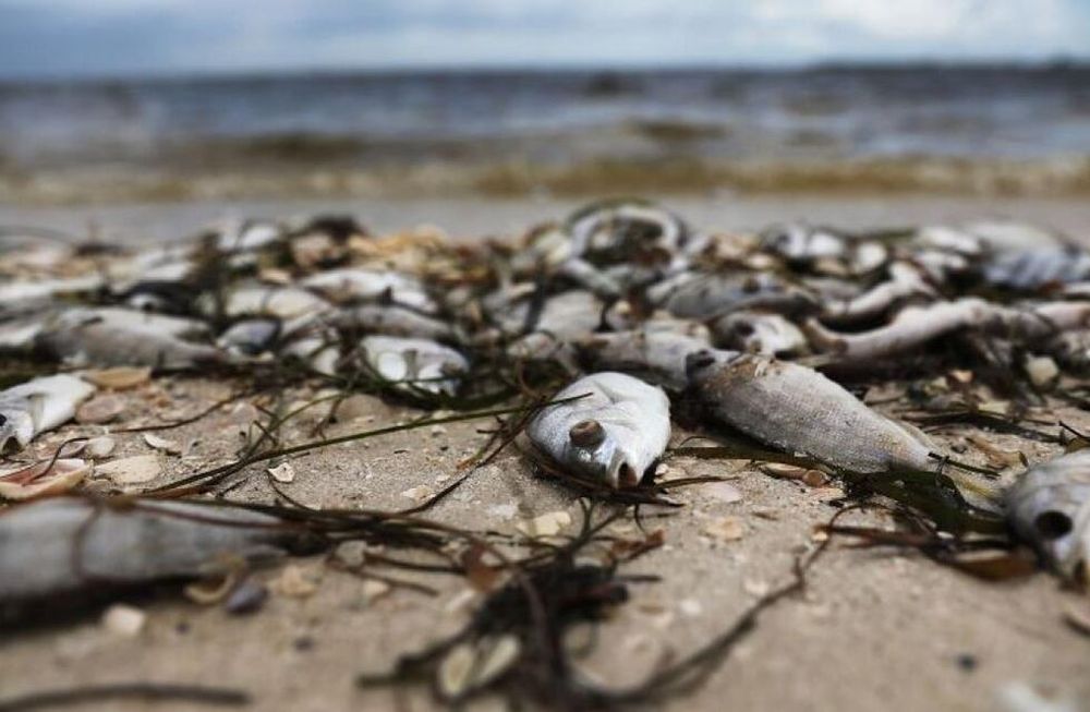 La tóxica marea roja llegó a Miami y cerraron varias playas