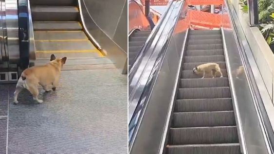 El perrito que causó furor en redes por subir y bajar las escaleras eléctricas / Video X