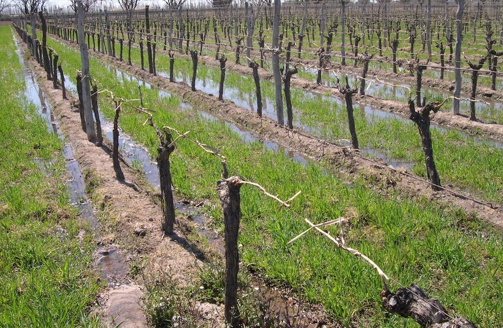 El INTA realiza jornadas sobre cómo mejorar la eficiencia del riego superficial