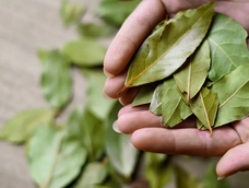 El Feng Shui indica en que lugares de la casa se deben poner las hojas de laurel para atraer abundancia.