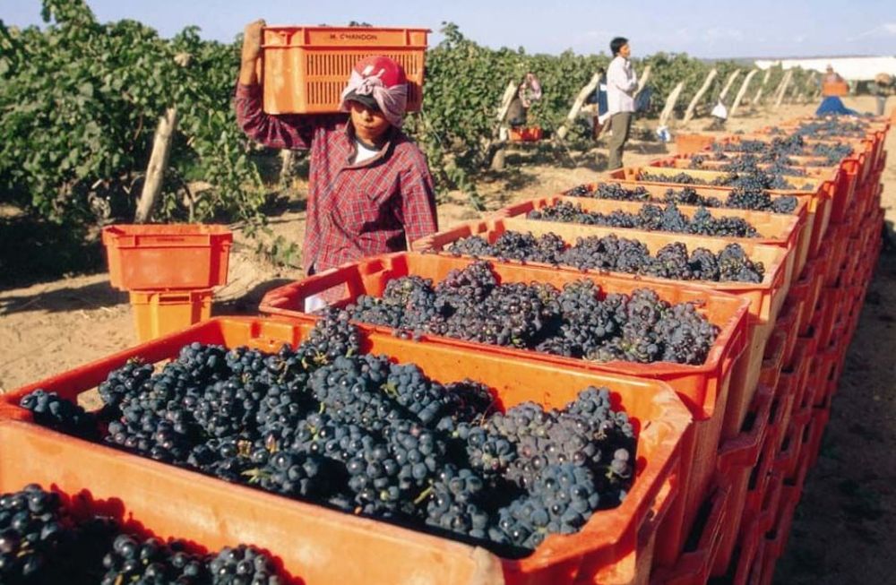 Las cosechas con maquinaria son cada vez m&aacute;s populares.&nbsp;